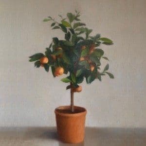 Le petit oranger : nature morte de Sophie Michalon